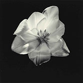 Photograph by Robert Mapplethorpe available from Catherine Couturier Gallery in Houston, 021220