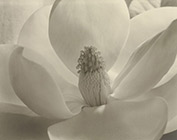 Photograph by Imogen Cunningham available from The Halsted Gallery in Birmingham, MI, 051119